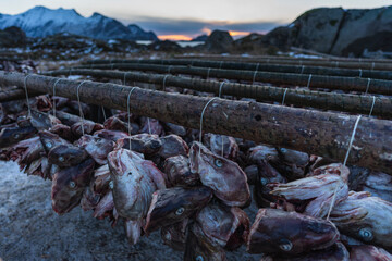 Heads of stock cod fish hanging on wooden rack in Lofoten island in winter season, Nordland Norway, Scandinavia
