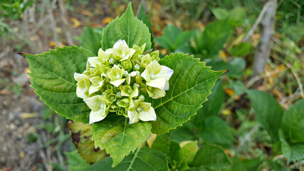 한국 제주도 수국 꽃