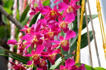 Dendrobium orchids plant on hanging pot