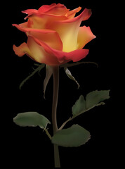 isolated on black fine rose with yellow and red petals