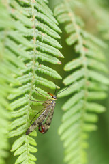 A hunting male Scorpion Fly, Panorpa communis, perching on bracken at the edge of woodland.