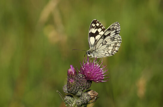 A pretty Marbled White Butterfly, Melanargia galathea, nectaring on a Thistle flower in a meadow.