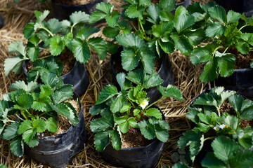 young strawberry on a pot in the garden 