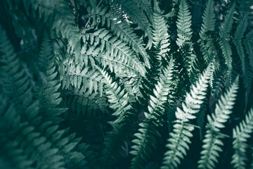 Green fern leaf moody photo in dark tone. Tropical garden minimalist abstraction. Summer foliage toned photography. Wild forest ornament. Exotic floral template. Vintage garden card. Blooming nature