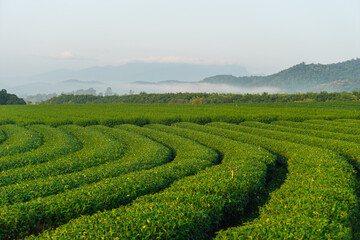 Green tea plantation curve with morning fog and mountains valley in Chiang Rai province, Thailand