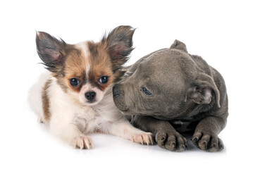 Obraz premium puppy staffordshire bull terrier and chihuahua