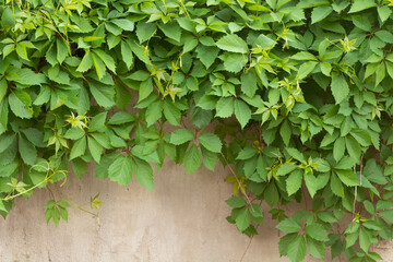The green ivy on a stone wall at the corner of a house, background
