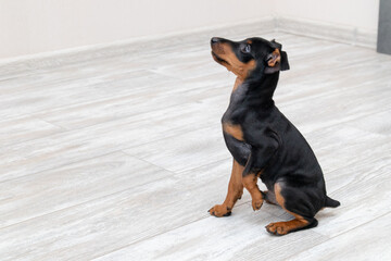 Brown miniature pinscher puppy sitting on a wooden floor at home. Dog giving his paw
