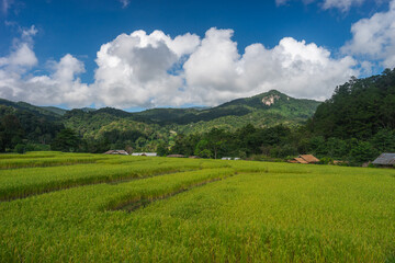 Obraz premium Beautiful rice paddy surrounded by mountains in Chiang Mai province, Thailand