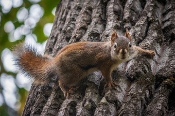 Squirrel