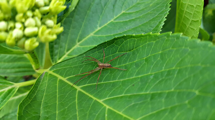 한국 제주도 수국 꽃