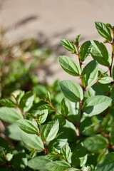 Jujube green leave for background 