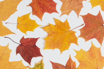 Naklejka na ściany i meble yellow maple leaves on a white background close-up