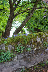 tree in the forest with an old stone wall and moss and plants growing 