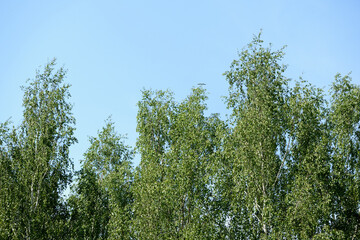 The tops of the trees against the blue sky on a sunny day. Natural summer background