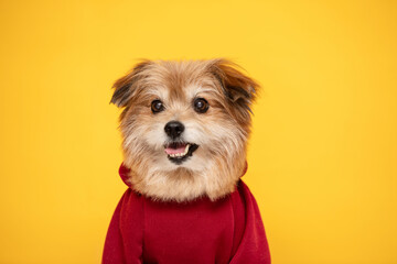 Mix breed happy dog smile and cheerful on yellow 