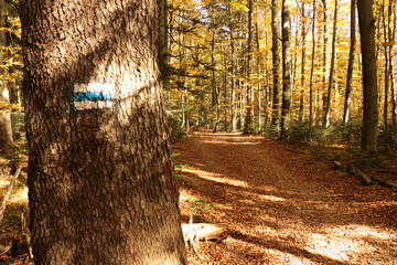 Path through a beech forest, Bieszczady Mountains