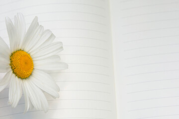 white camomile flower on open notebook with blank sheet unfocused background. Beginning and writing concept. Education and summer background. Blossom flower. Clear organizer.