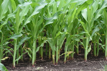 The corn cultivation / Poaceae grain corn can be harvested in about 90 days after sowing.
