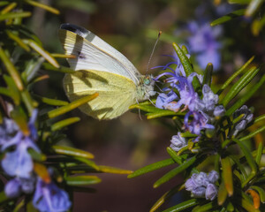 Cabbage White butterfly feeding on blooming rosemary