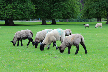 sheep and lambs on a farm with colourful numbers written on as marks, taken in Derbyshire England in summer 