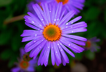 Obraz premium close up of purple flower