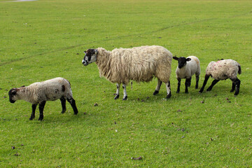 Fototapeta premium sheep and lambs, in a field on a farm field in summer 
