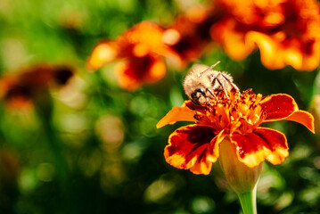 bee on flower