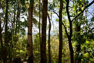 Obraz premium branch tree in forest landscape 