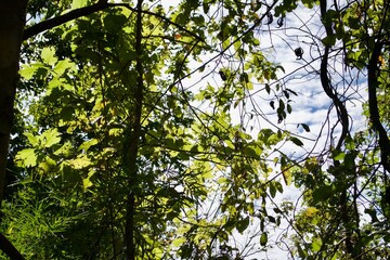 branch tree in forest landscape 
