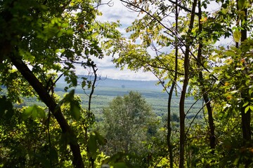 branch tree in forest landscape with the mountain background 