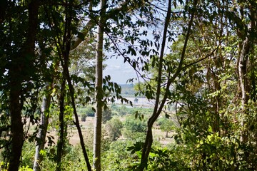 branch tree in forest landscape with the mountain background 