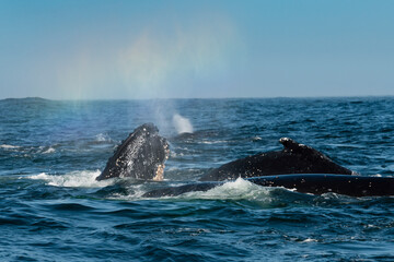 Fototapeta premium Humpback whales feeding on krill, Atlantic Ocean, South Africa.