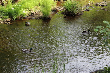 ducks in the River, Chatsworth, Bakewell, Derbyshire England in summertime 