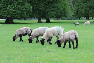 flock of sheep in the English countryside 