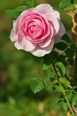 The name of this rose "Lilac Rose".