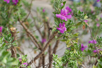 Orchid Tree in the garden 
