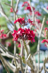 Plumeria flower in the garden 