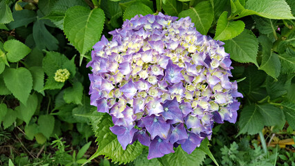 한국 제주도 수국 꽃