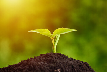 Young plant growing from soil, closeup. Ecology and plant care. New life concept