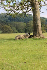 Sheep in peak district of Derbyshire England 