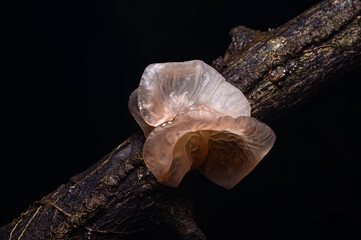 Mushroom growing in the natural forest