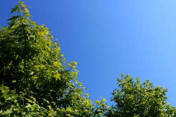新緑　青空　爽やか　風景　茨城