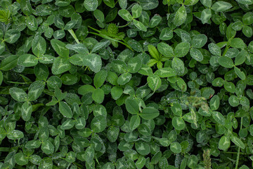 Obraz premium CLOVERs