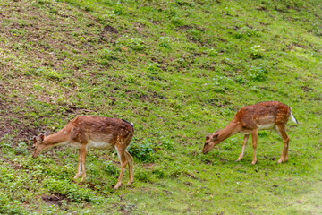Young deer grazing on a green meadow