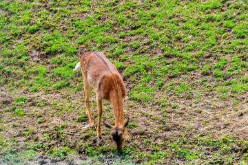 Young deer grazing on a green meadow