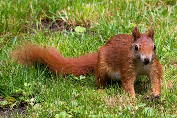 Fototapeta premium Eichhörnchen im Garten 