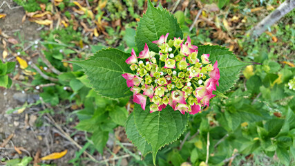 한국 제주도 수국 꽃