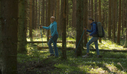 Women hiking in the coniferous forest