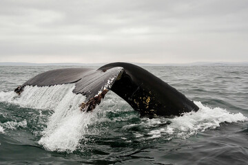 Fototapeta premium Humpback whale feeding on krill, Atlantic Ocean, South Africa.